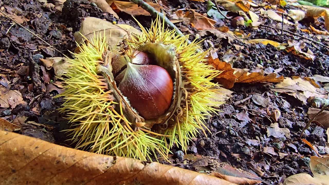 Static close-up of a chestnut burr open on forest soil with brown nuts inside and fallen leaves around