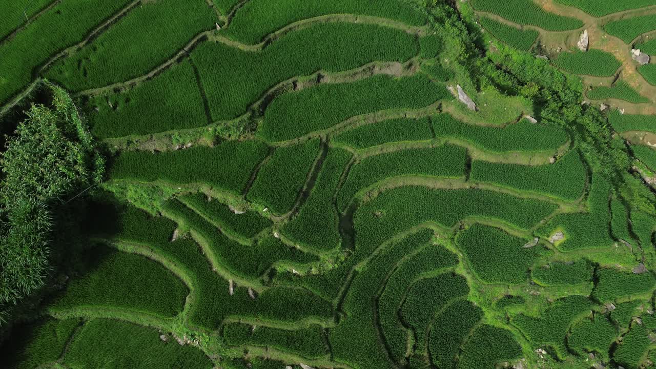 Top-down drone view slowly zooming in on rice paddies with curving irrigation channels. Northern Vietnam