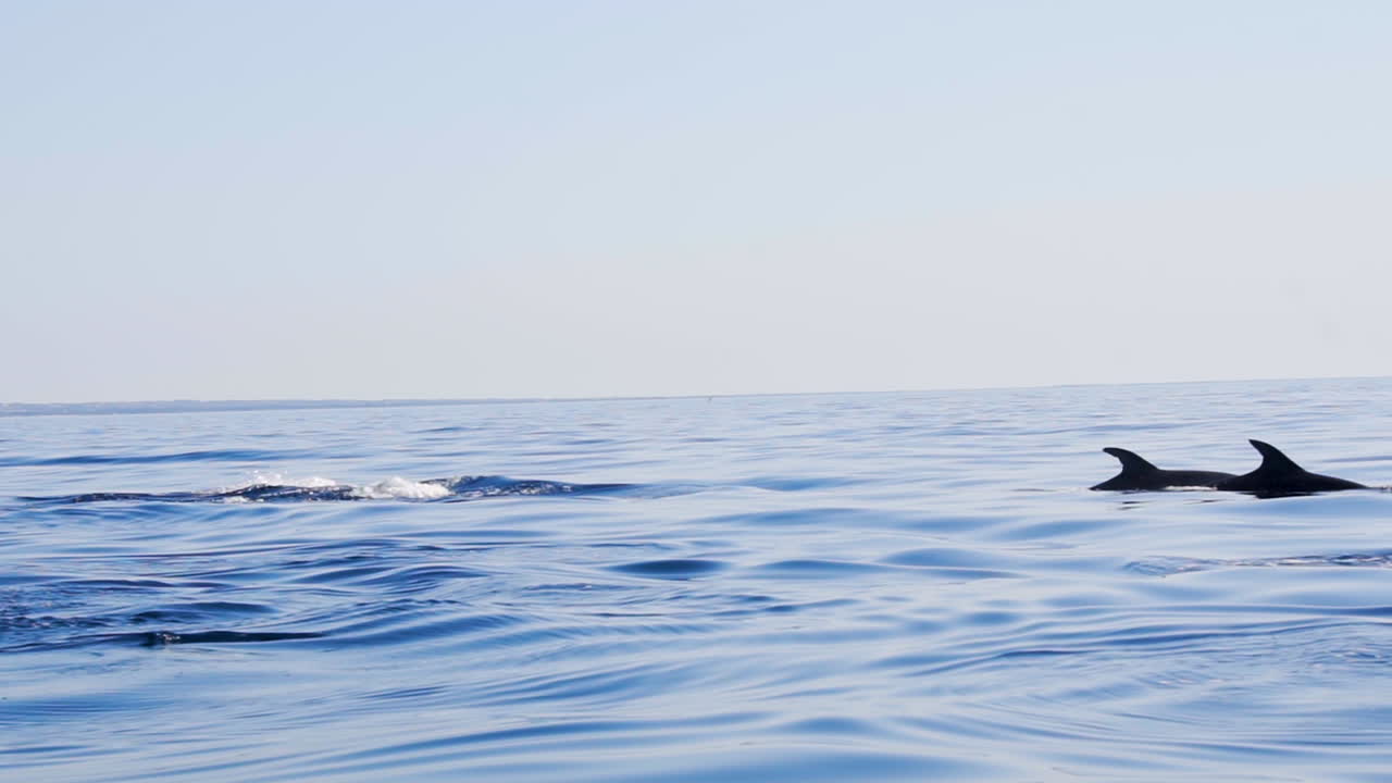 Dolphin playfully swimming under the water before surfacing for air
