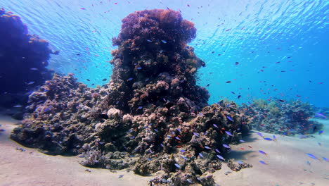 Diving-in-middle-of-fish-and-unique-coral-reefs-of-Sharm-El-Sheikh,-Egypt