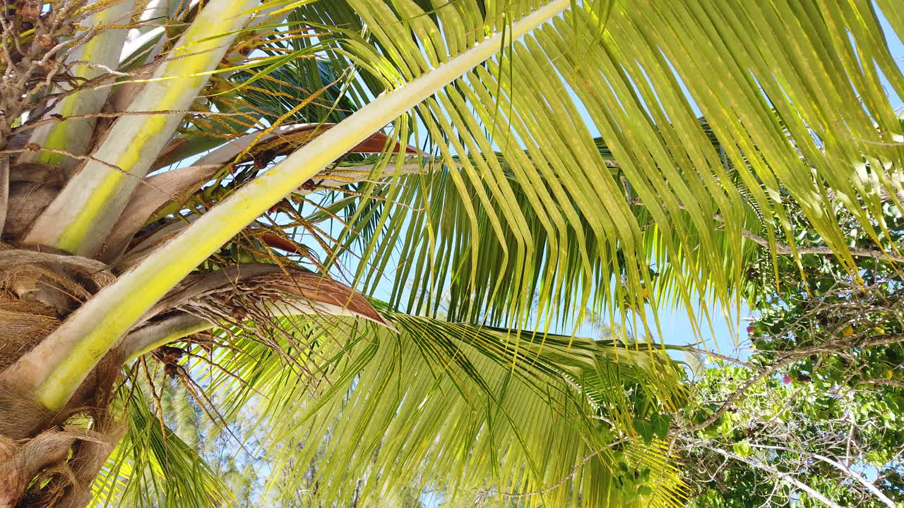 Vibrant tropical palm leaves with sunlight filtering through in Jamaica, green yellow gradient fronds, natural background