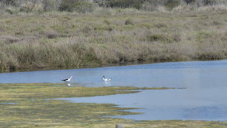 Vida-Silvestre-Aves-En-Un-Estanque-Carmargue-Francia