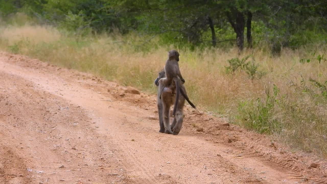 A mother Baboon and her baby in Kruger National Park in South Africa.