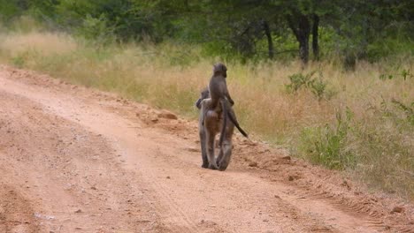 a mother baboon and her baby in kruger national park in south africa.