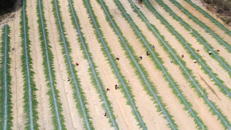 aerial backwards view of strawberry plants with laborers