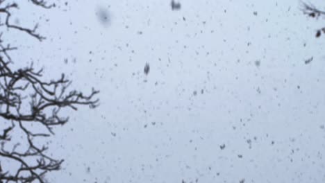 slow motion: snow falling heavily from the sky at dawn