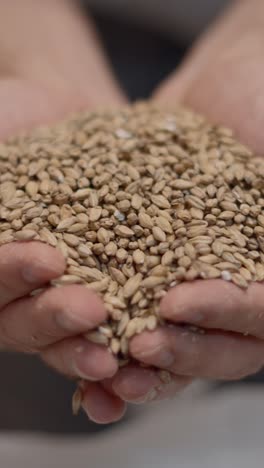 hands pouring and sifting grains