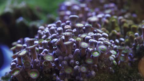 big colony of green and purple zoanthid soft coral in a saltwater aquarium