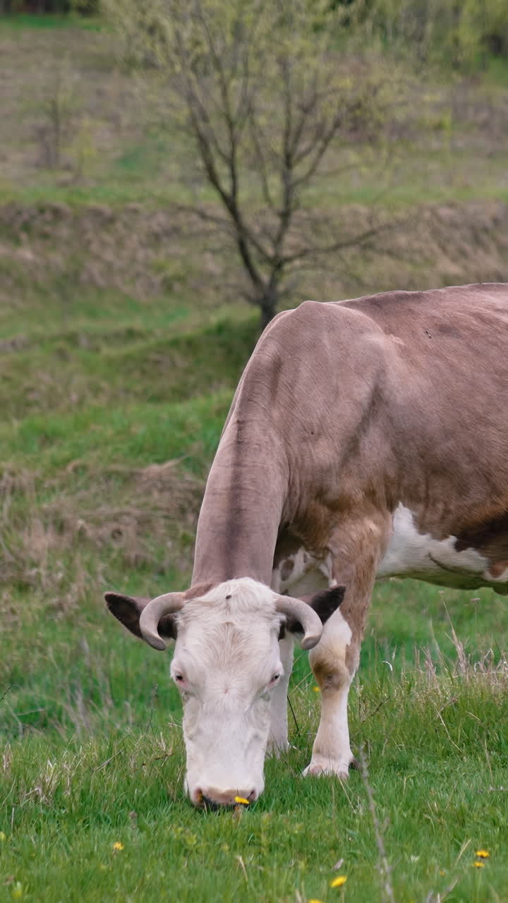 Cow walking down on countryside. Agricultural farming cow at the field. Vertical video