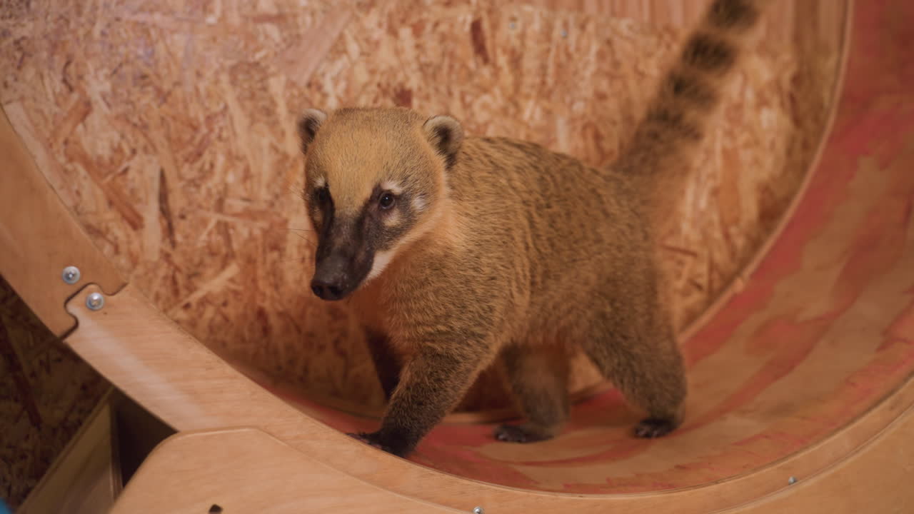 Un coati curioso esplora una ruota di legno in interni, annusa un'auto giocattolo e un piccolo scivolo, scorrazza lungo una superficie curva in compensato, primo piano del muso e dei baffi, texture della pelliccia marrone, sessione di arricchimento ludico