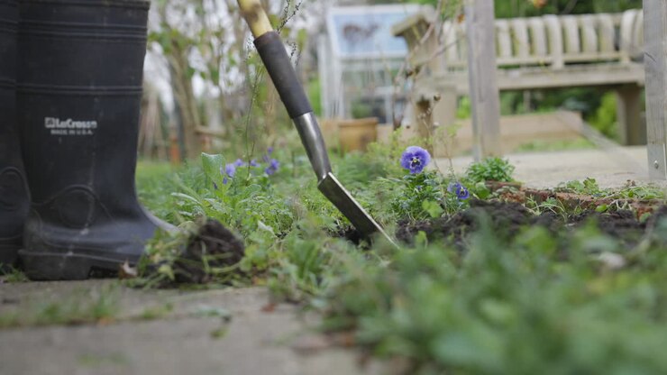 Digging up weeds in garden