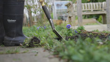 digging up weeds in garden