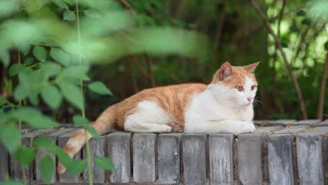 orange cat resting on the windowsill