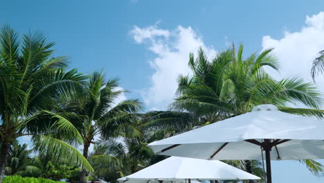 white lounge umbrellas against blues sky and swaying palm trees on tranquil sunny day in california