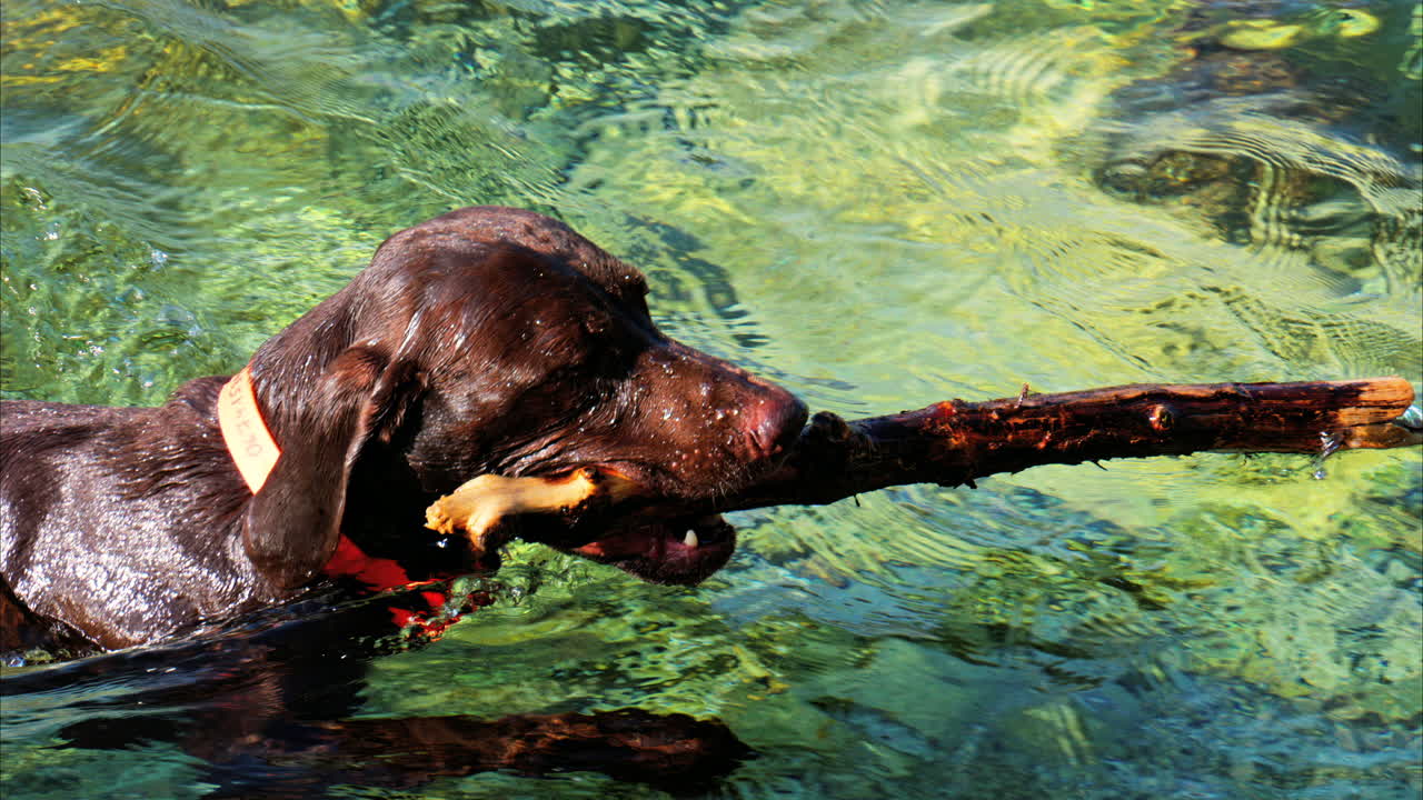 Close up of a brown dog holding a big stick, swimming in the crystal clear water