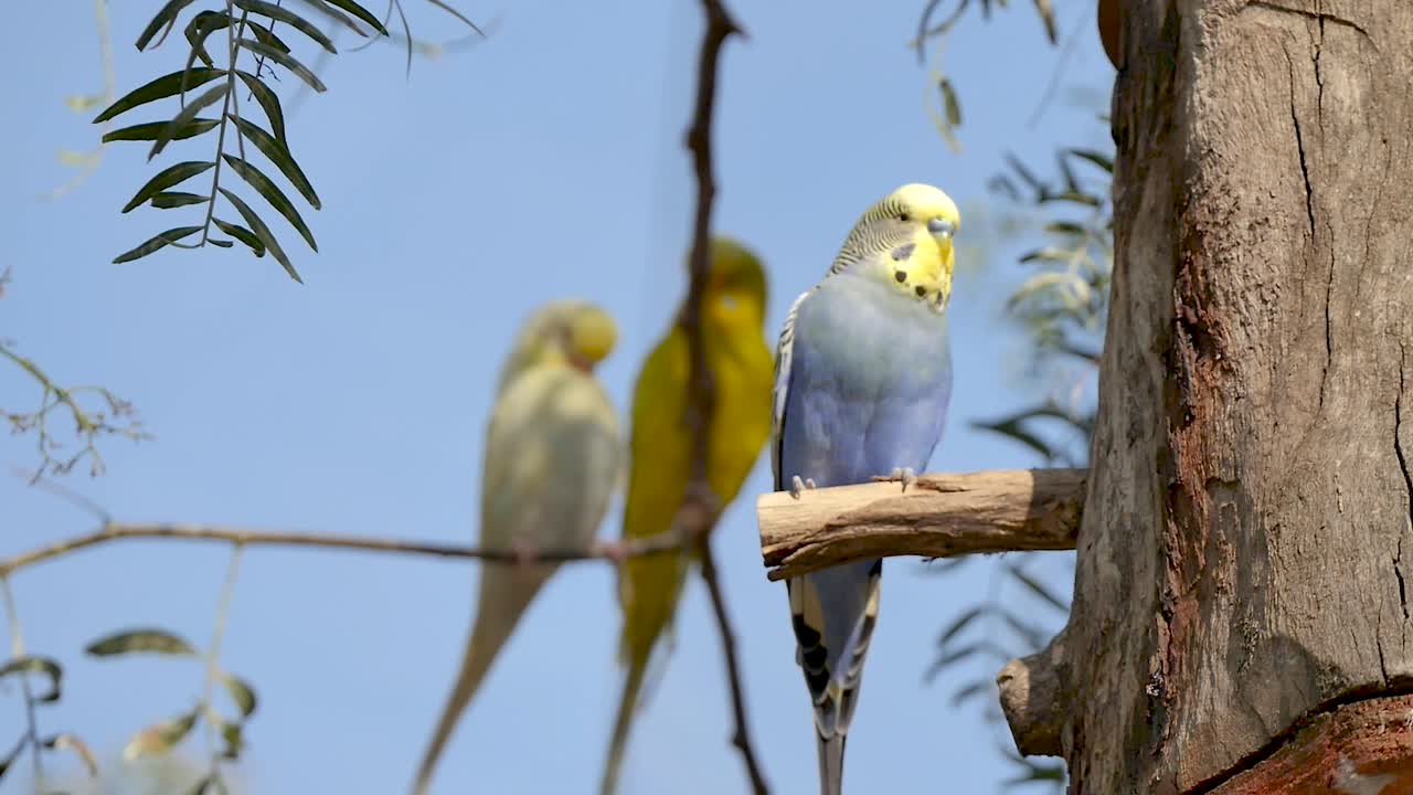 Flock of budgies in a tree