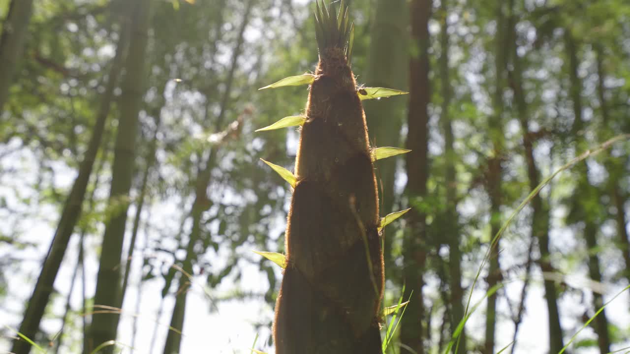 Spring has arrived, and bamboo shoots in the bamboo forest begin to grow rapidly, growing upwards and naturally