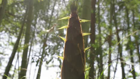 spring has arrived, and bamboo shoots in the bamboo forest begin to grow rapidly, growing upwards and naturally