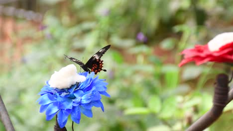 close-up shot of black and orange butterfly fluttering on a blue flower inside a zoological park