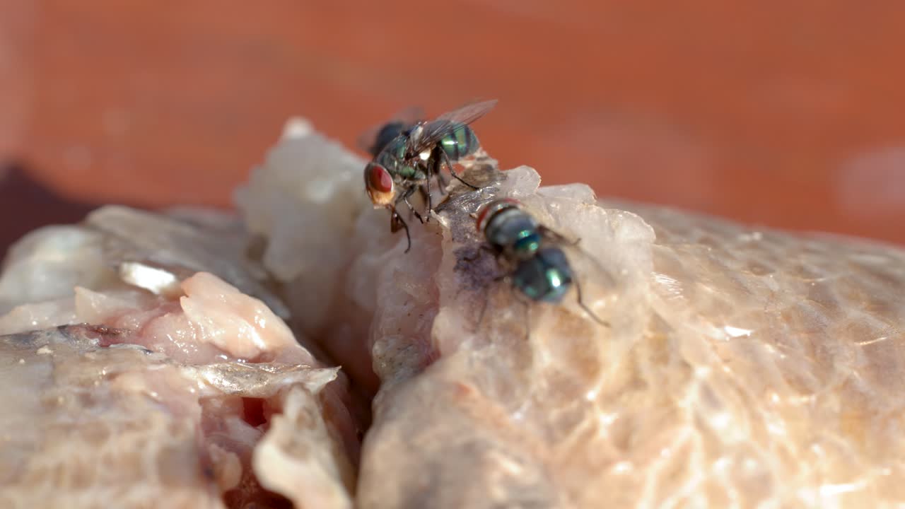 Toma macro de un moscardón verde metálico alimentándose de carne de pescado cruda al aire libre