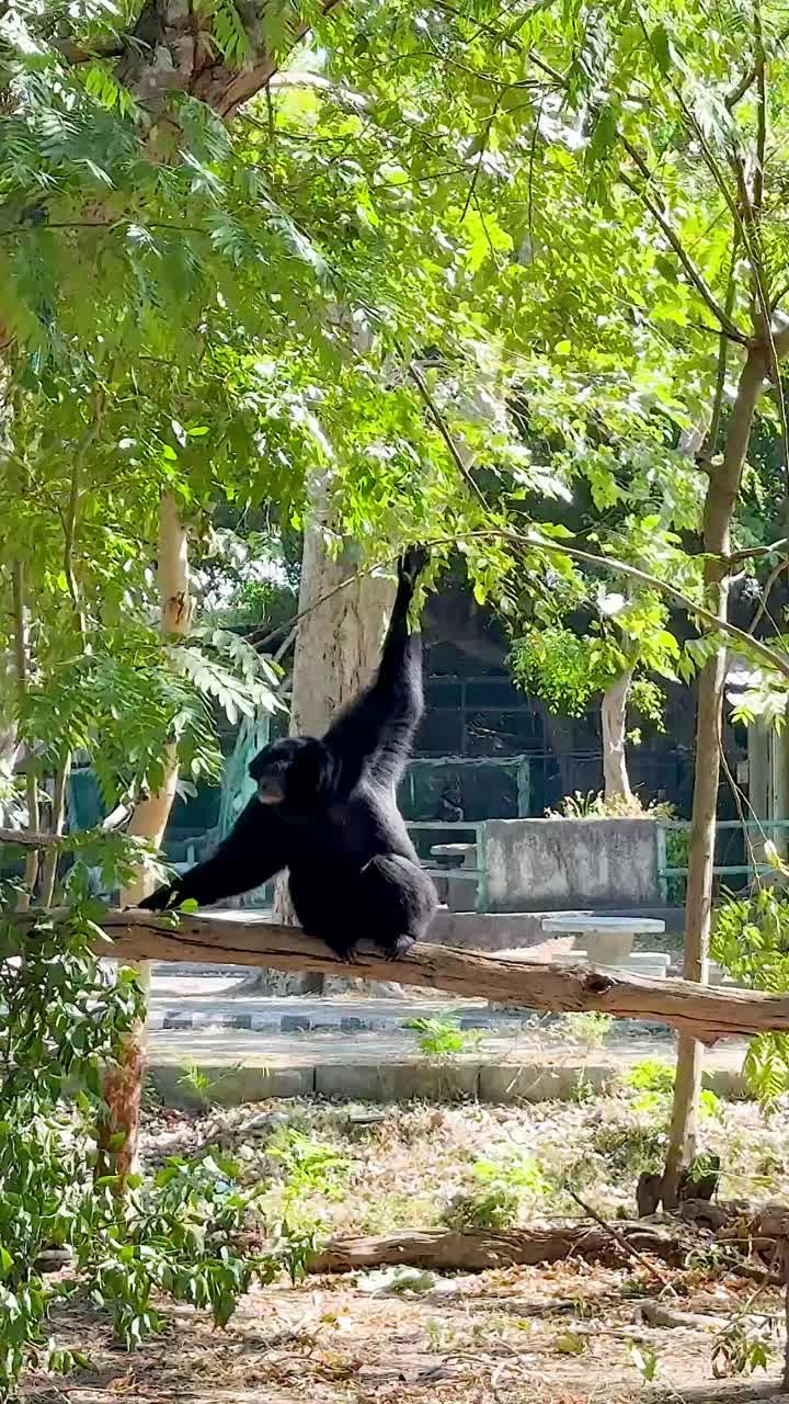 el gibón se balancea con gracia a través del exuberante hábitat del zoológico