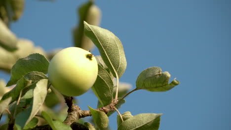 White and green apple on a tree branch on a summer day on blurred background