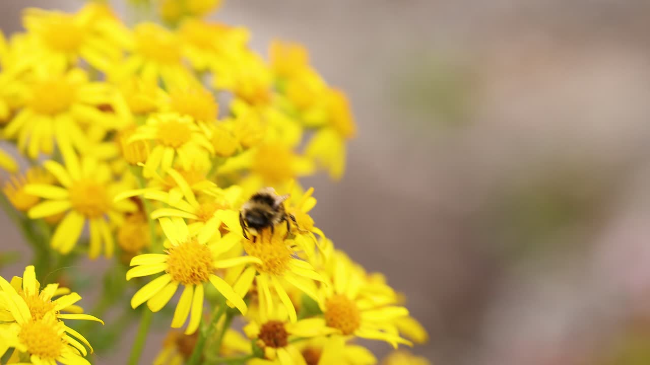Uma abelha poliniza flores amarelas vibrantes em Fife, Escócia