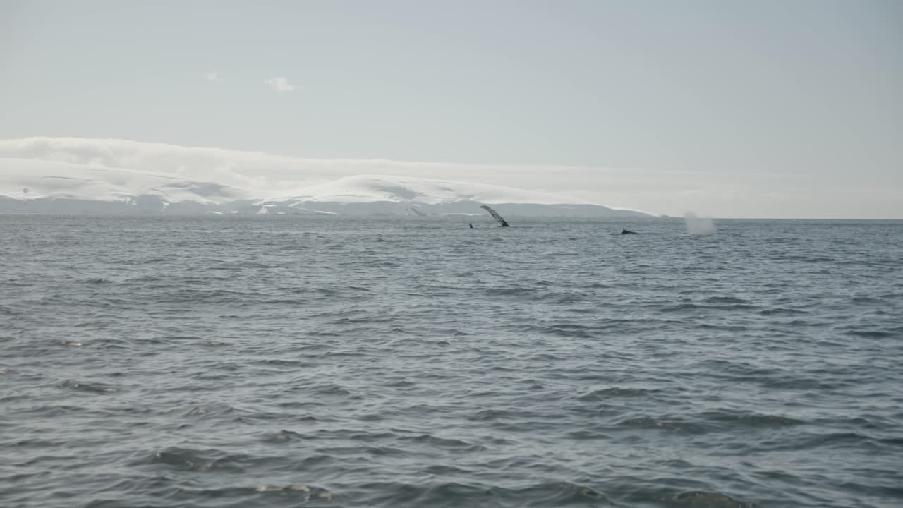Acrobatic big humpback whale in Antarctica waters slapping with tail and flippers on surface during whale watching