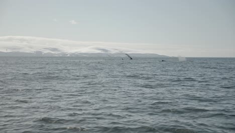 Akrobatischer-Großer-Buckelwal-In-Antarktischen-Gewässern,-Der-Während-Der-Walbeobachtung-Mit-Schwanz-Und-Flossen-Auf-Die-Oberfläche-Schlägt