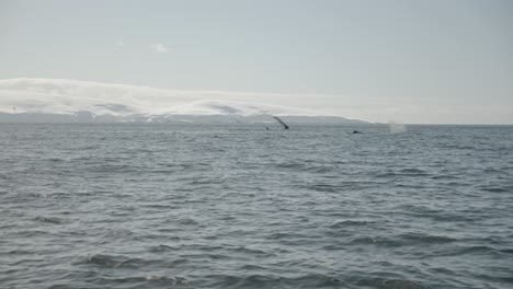 Acrobatic-big-humpback-whale-in-Antarctica-waters-slapping-with-tail-and-flippers-on-surface-during-whale-watching