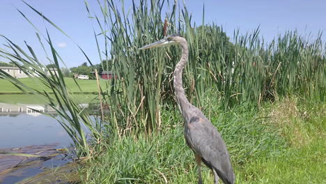 Grey-heron-bird