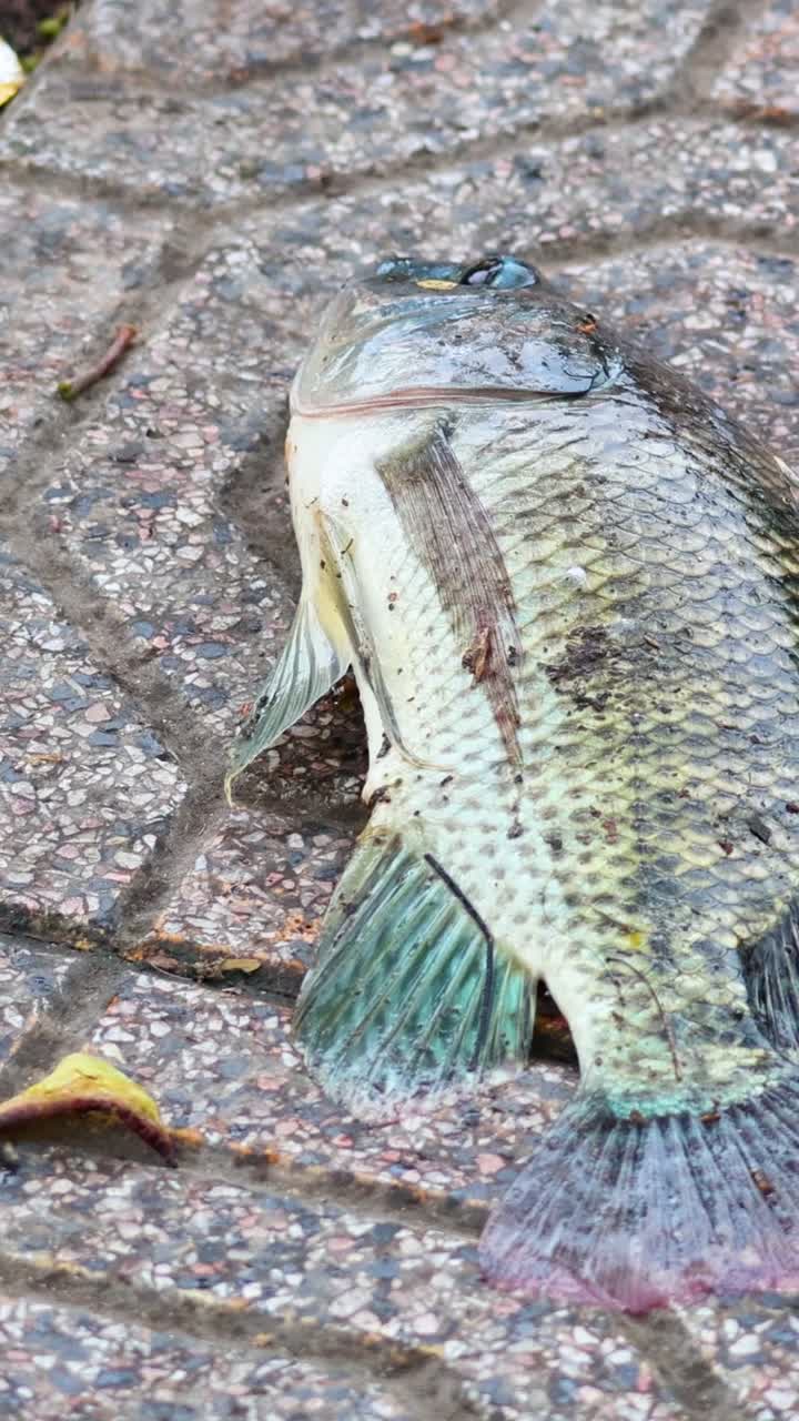 peces tendidos en el pavimento estampado al aire libre