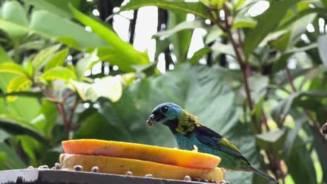 young saira bird standing in botanical gardens eating yellow fruit seeds