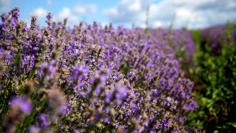 vista tranquila de los campos de lavanda en flor en un día soleado