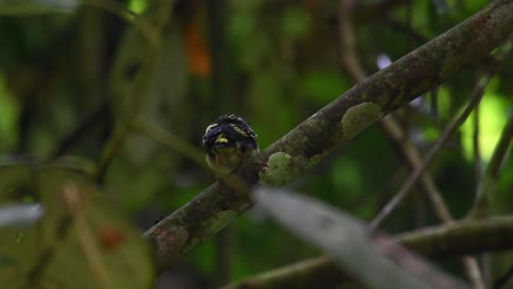 black-and-yellow broadbill, eurylaimus ochromalus, thailand