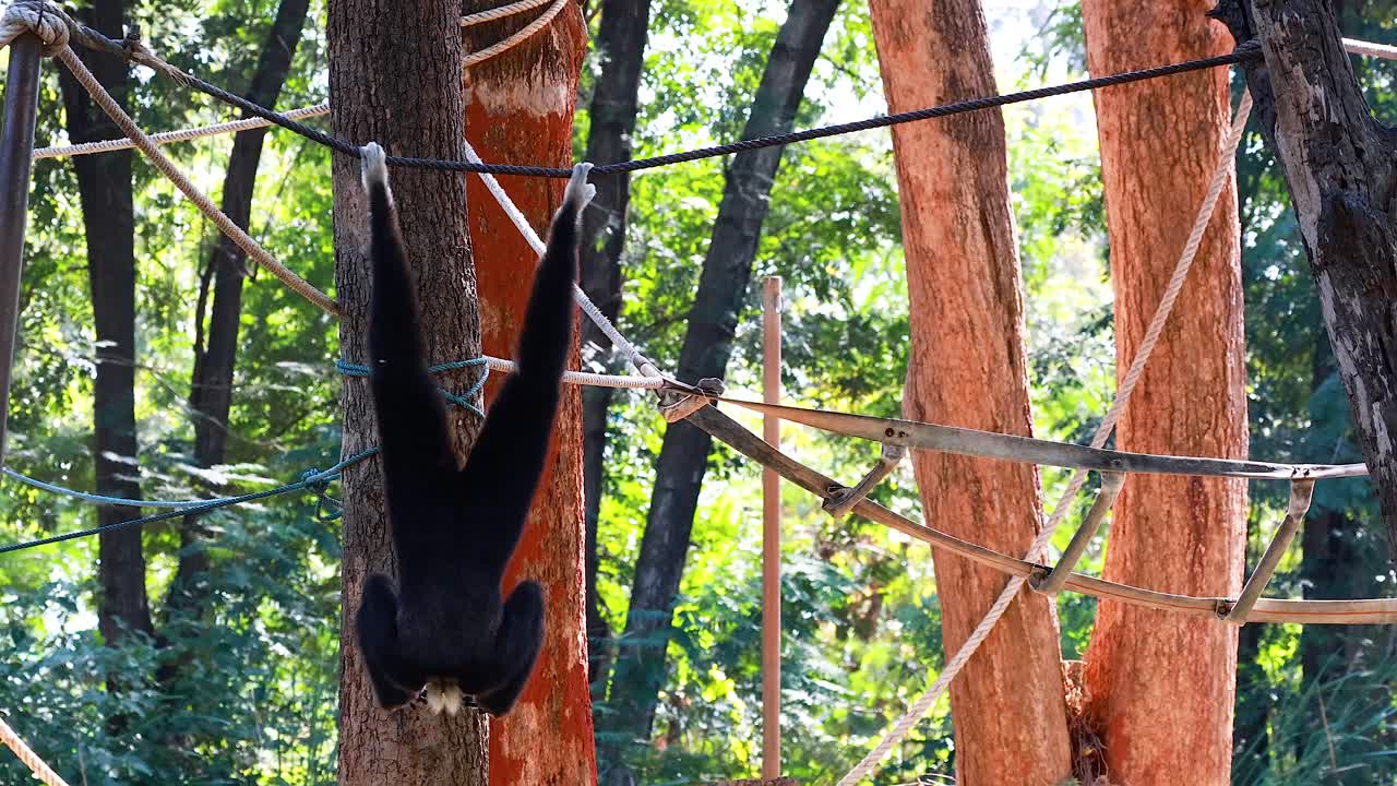 гиббон игриво качается на веревках в зоопарке
