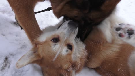 A-corgi-dog-walks-outside-in-winter