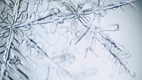 dendrita estelar de cristal de hielo de copo de nieve bajo el microscopio