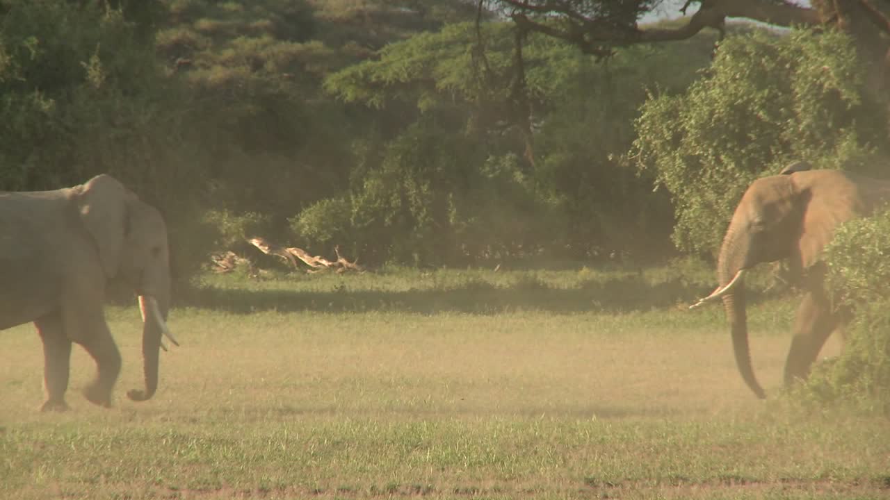 아프리카 2의 평원에서 서로 싸우는 코끼리