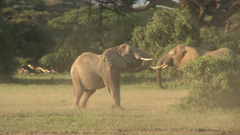 elephants fight each other on the plains of africa 2