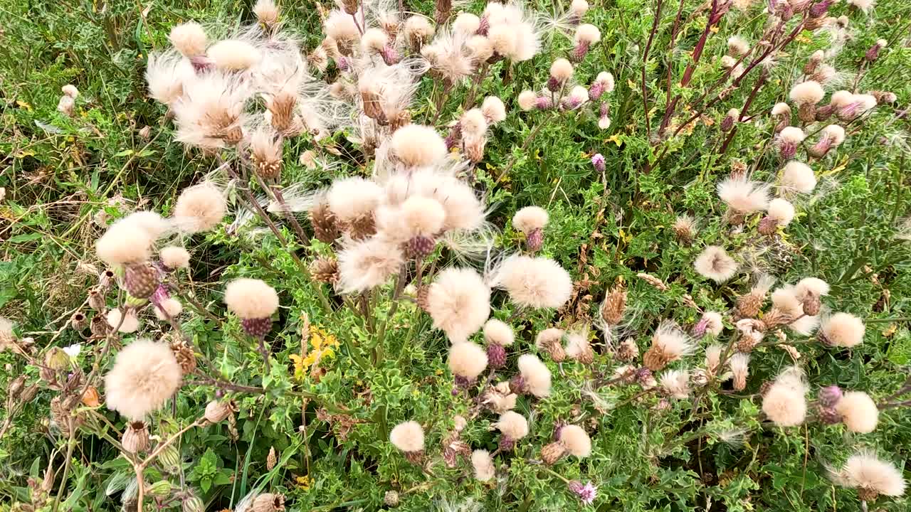 Close-up of fluffy thistle seed heads swaying in a green field under natural daylight, with gentle camera movement capturing the breezy summer atmosphere