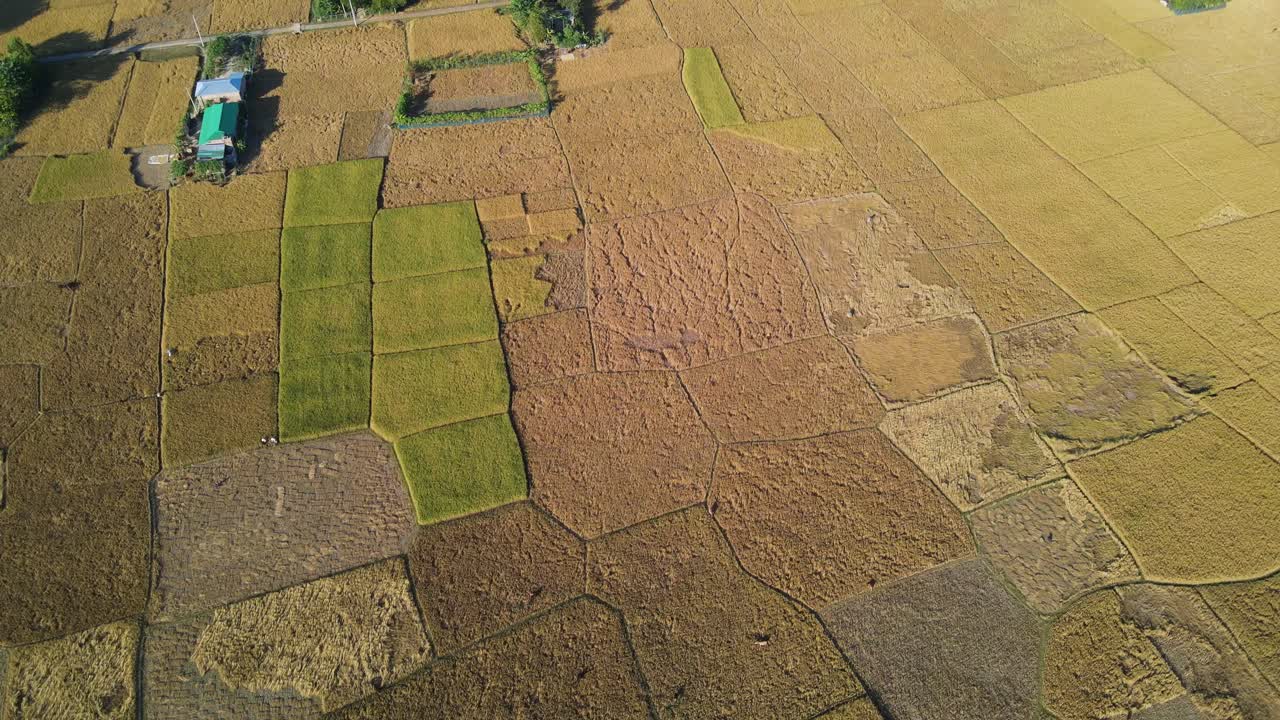 volando sobre tierras de cultivo y grandes arrozales con una pequeña granja en medio de los campos y árboles parados entre los campos