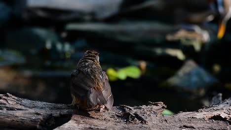 The-Abbot’s-Babbler-is-found-in-the-Himalayas-to-South-Asia-and-the-Southeast-Asia