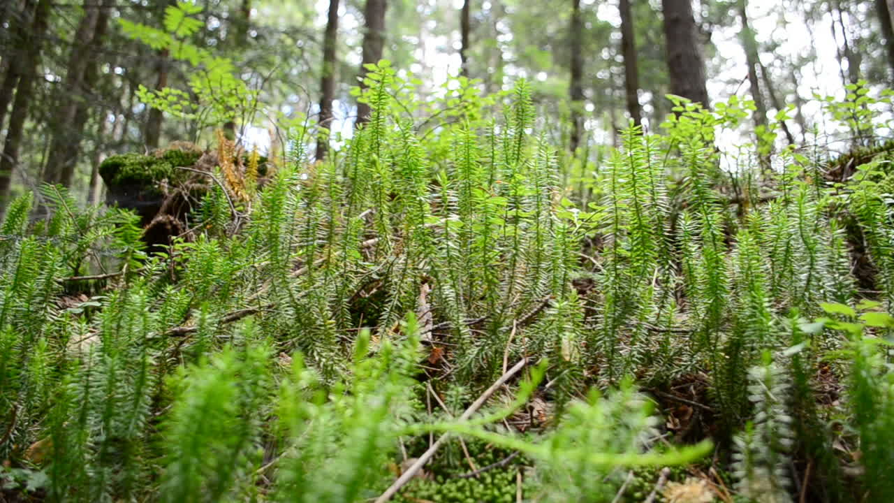 Shooting of the pine wood in mountains. Fine landscape