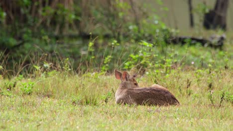 ciervo cerdo indio, hyelaphus porcinus, tailandia