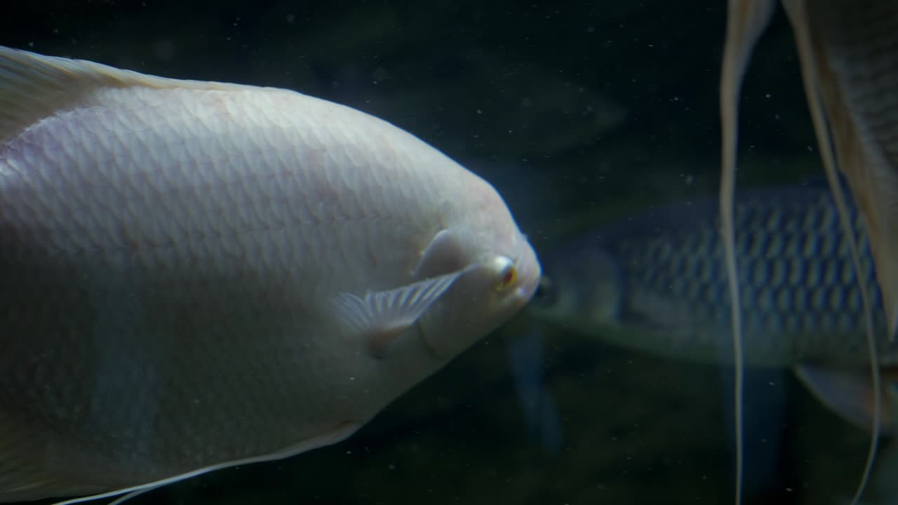 물고기 수족관: 오세아나리움에서 수영하는 위험한 물고기, 돌과 해조류로 가득 찬 다채로운 수족관 크, 바다에서 아름다운 물고기.