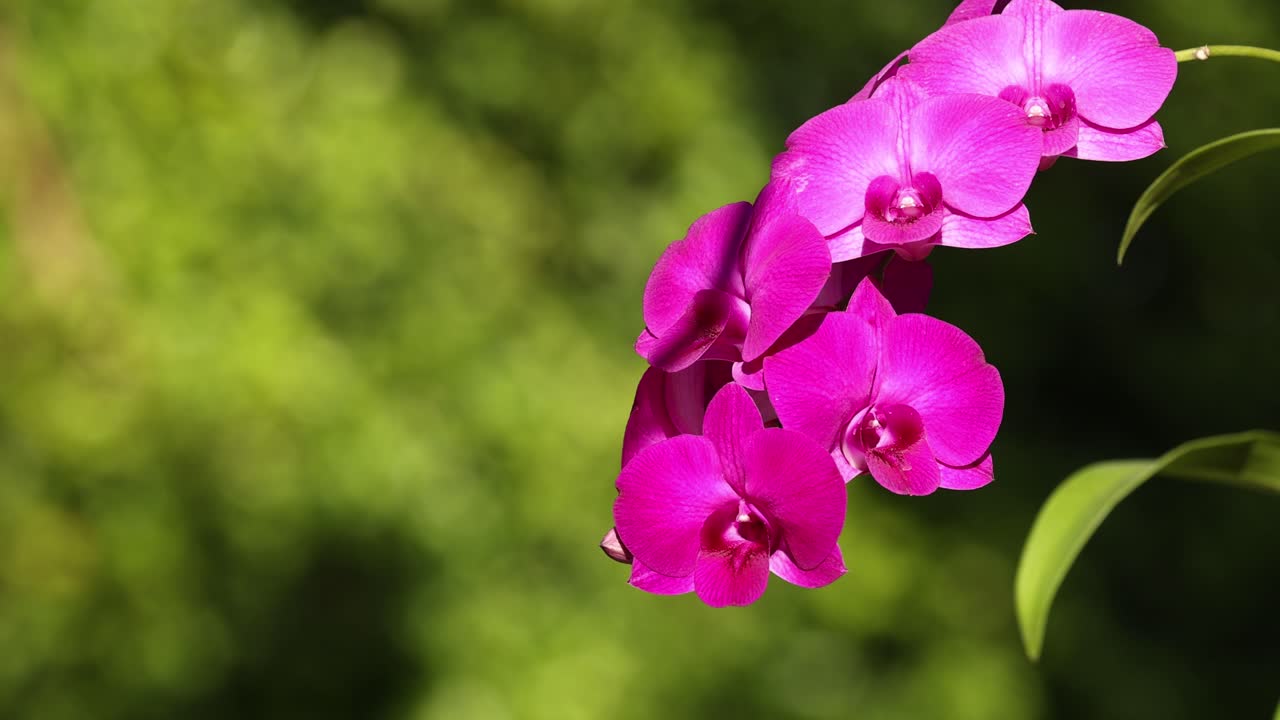 활기찬 오키디아가 야외에서 부드럽게 흔들리고 있습니다.