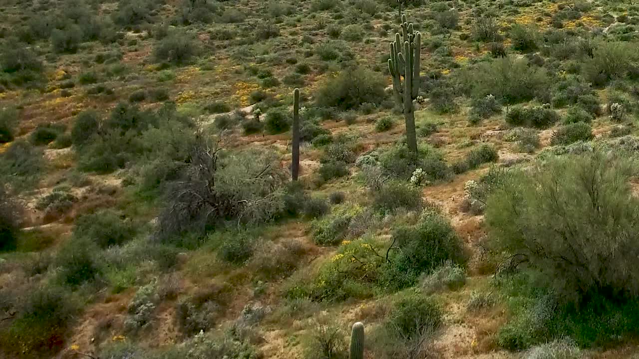 primer plano aéreo de flores silvestres que caen sobre la colina y sobre la superfloración en el suelo del desierto de sonora, bosque nacional tonto, lago bartlett, arizona