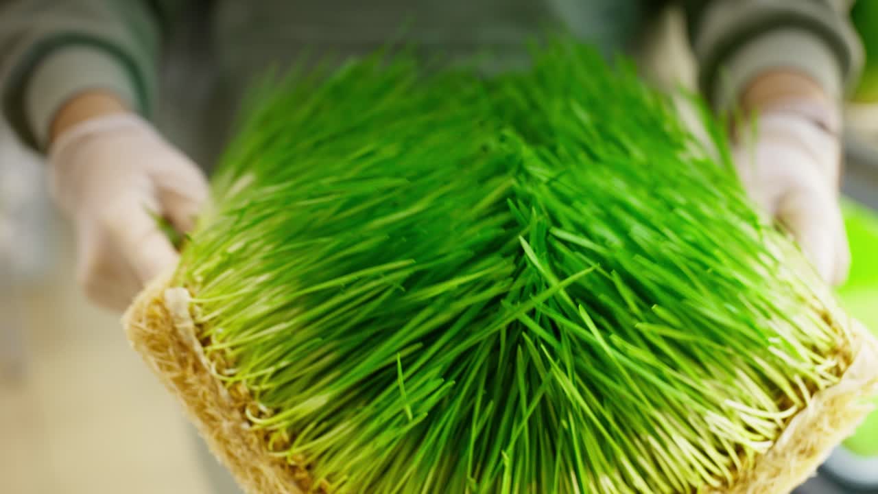 Mani che tengono micro-ortaggi di erba di grano di un verde vibrante