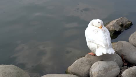 A-white-duck-sitting-on-a-rock-along-a-lake-shore-sleeping